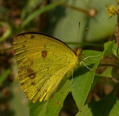 Pierinae