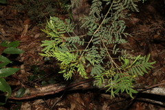Acacia irrorata