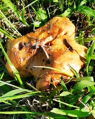 Paxillus rubicundulus