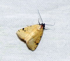 Corgatha trichogyia