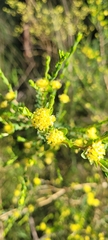 Pimelea flava flava