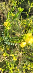 Pimelea flava flava
