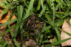 Cyperus tetraphyllus