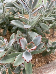 Kalanchoe tomentosa