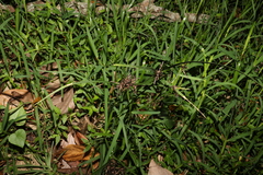 Cyperus tetraphyllus