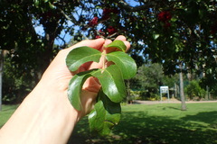 Schotia brachypetala