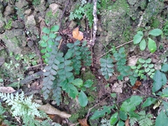 Adiantum diaphanum