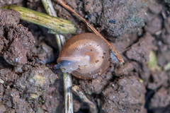 Oestophorella buvinieri