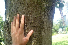 Schotia brachypetala