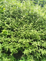 Urtica ferox
