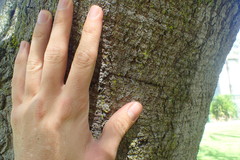 Schotia brachypetala