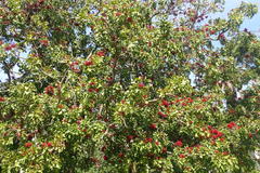 Schotia brachypetala