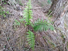 Asplenium appendiculatum appendiculatum