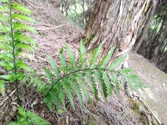 Asplenium appendiculatum appendiculatum