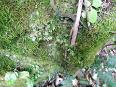 Asplenium hookerianum