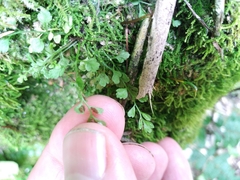 Asplenium hookerianum