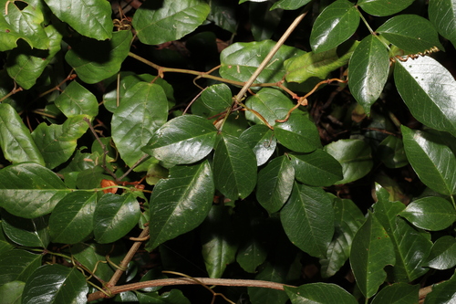 Image of Pandorea floribunda by (c) Greg Tasney, some rights reserved (CC BY-SA)