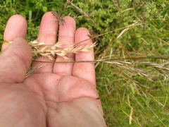 Rytidosperma unarede