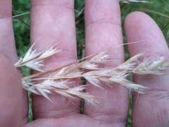 Rytidosperma unarede