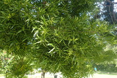 Podocarpus