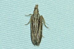 Hypatima
