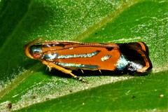 Tricyanaula aurantiaca