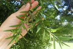 Podocarpus