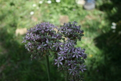 Allium nigrum