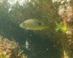 Lutjanus russellii