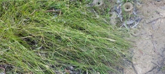 Austrostipa muelleri