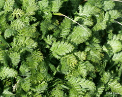 Leptinella plumosa