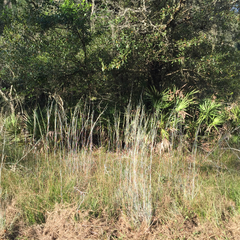 Andropogon capillipes