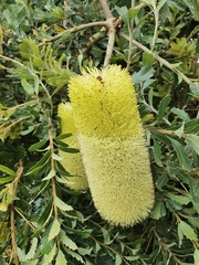 Banksia praemorsa