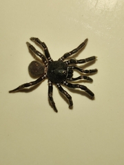 Conothele taiwanensis