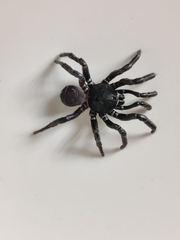 Conothele taiwanensis