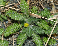 Leptinella plumosa