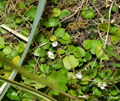 Cardamine corymbosa