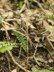 Danhatchia australis