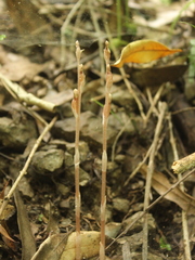 Danhatchia australis