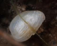 Hiatella arctica