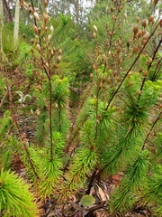 Stylidium laricifolium