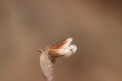 Danhatchia australis