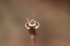 Danhatchia australis