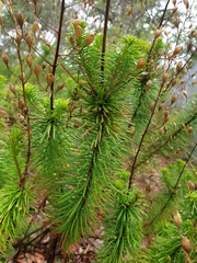 Stylidium laricifolium