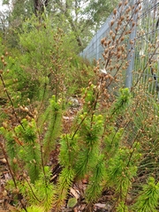 Stylidium laricifolium