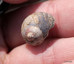 Cantharidus capillaceus