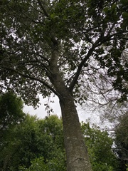 Quercus conzattii