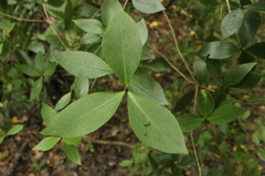Pittosporum cornifolium