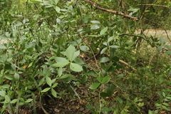 Pittosporum cornifolium