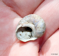 Cantharidus capillaceus